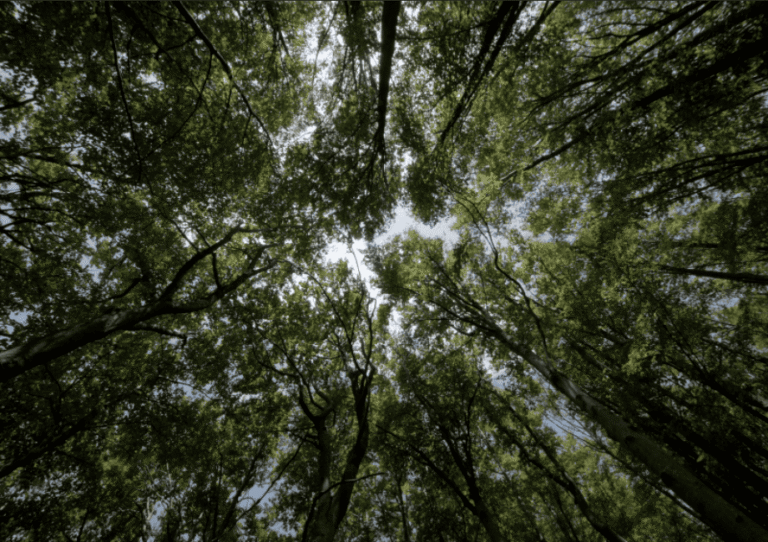 El-bosque-Santa-Fe-Areas-comunes1.Jardin